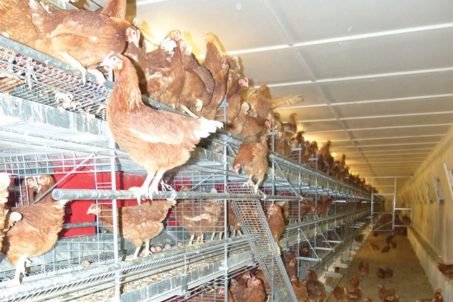 Open Aviary
