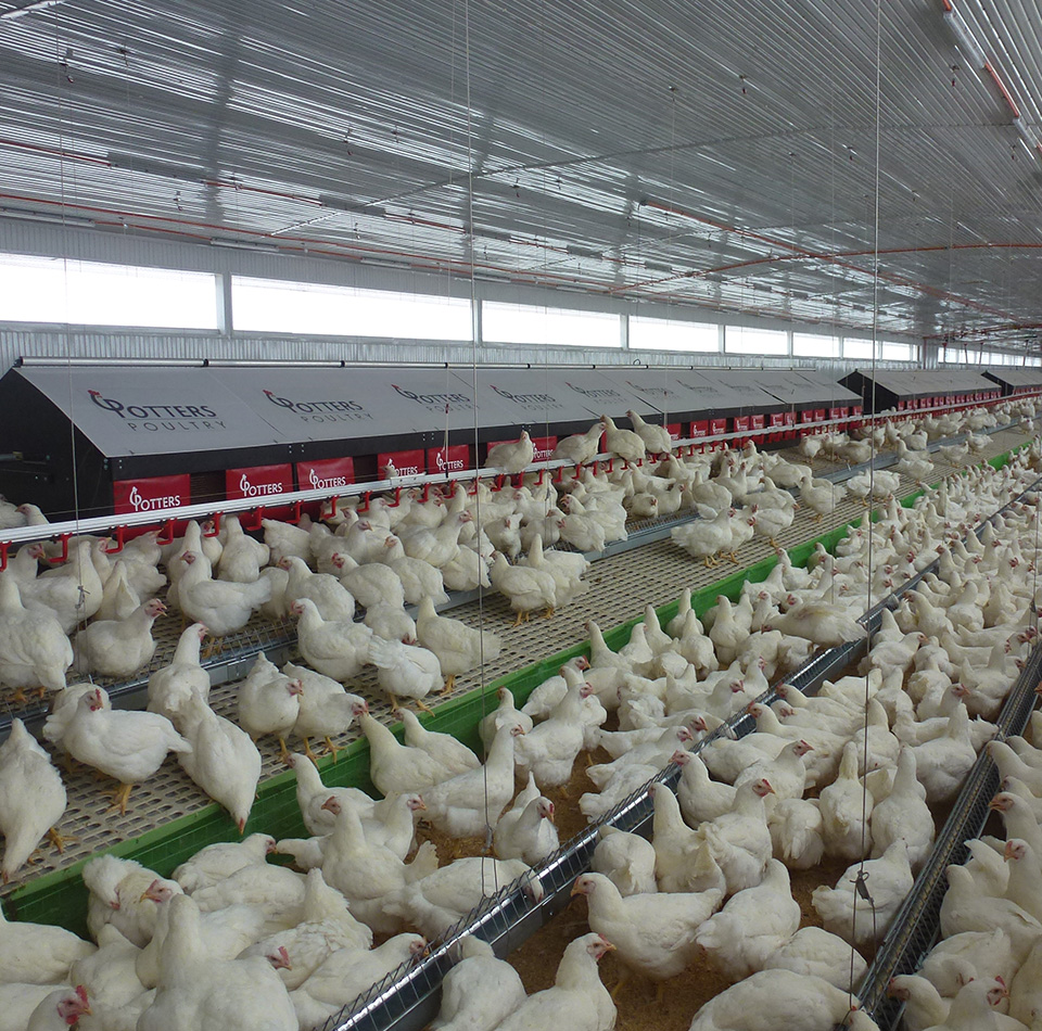 Home Potters Poultry